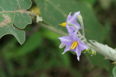 Solanum violaceum